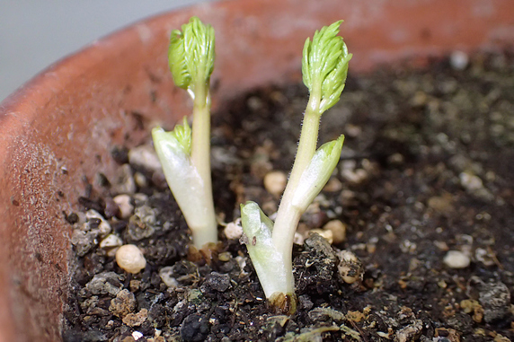 鉢植え福寿草に異変