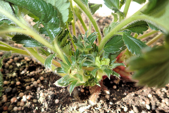 ベランダ菜園春支度