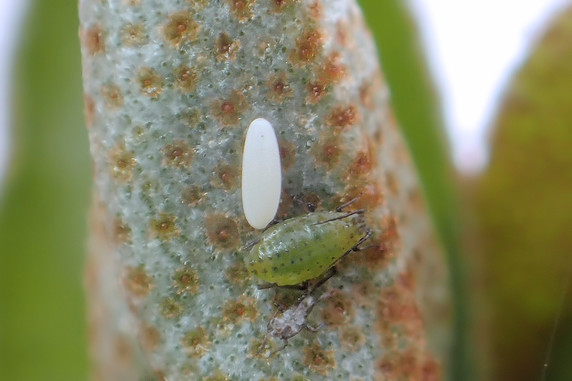 ヒラタアブの卵をまた発見