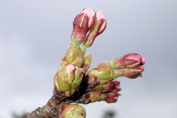 桜のつぼみふくらむ