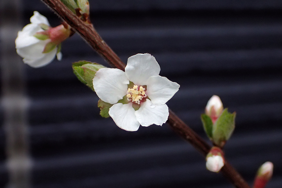 ユスラウメの開花始まる