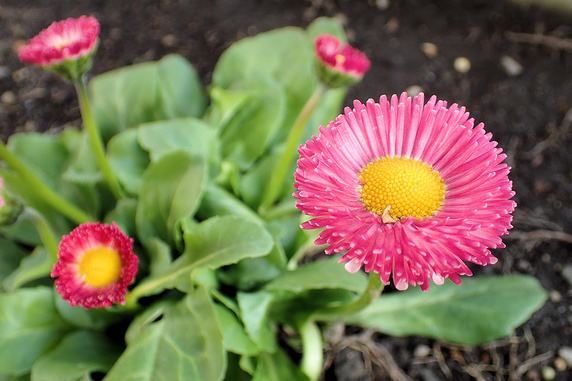 ヒナギクの花びらは筒状