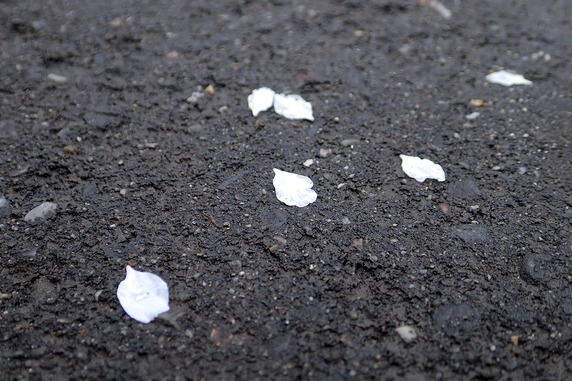 ユスラウメ7分咲き
