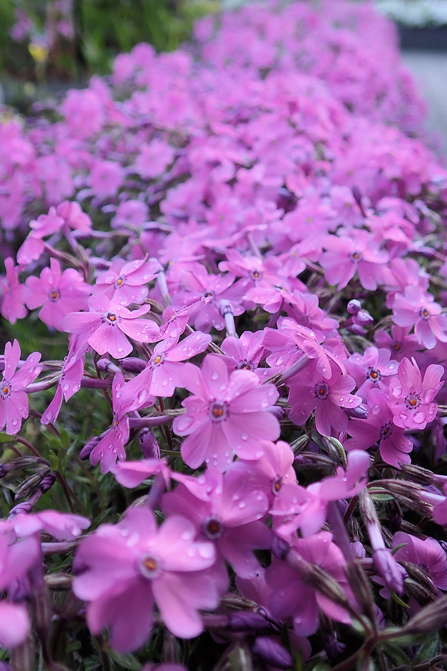 芝桜が満開 ぁぃの飼育ブログ