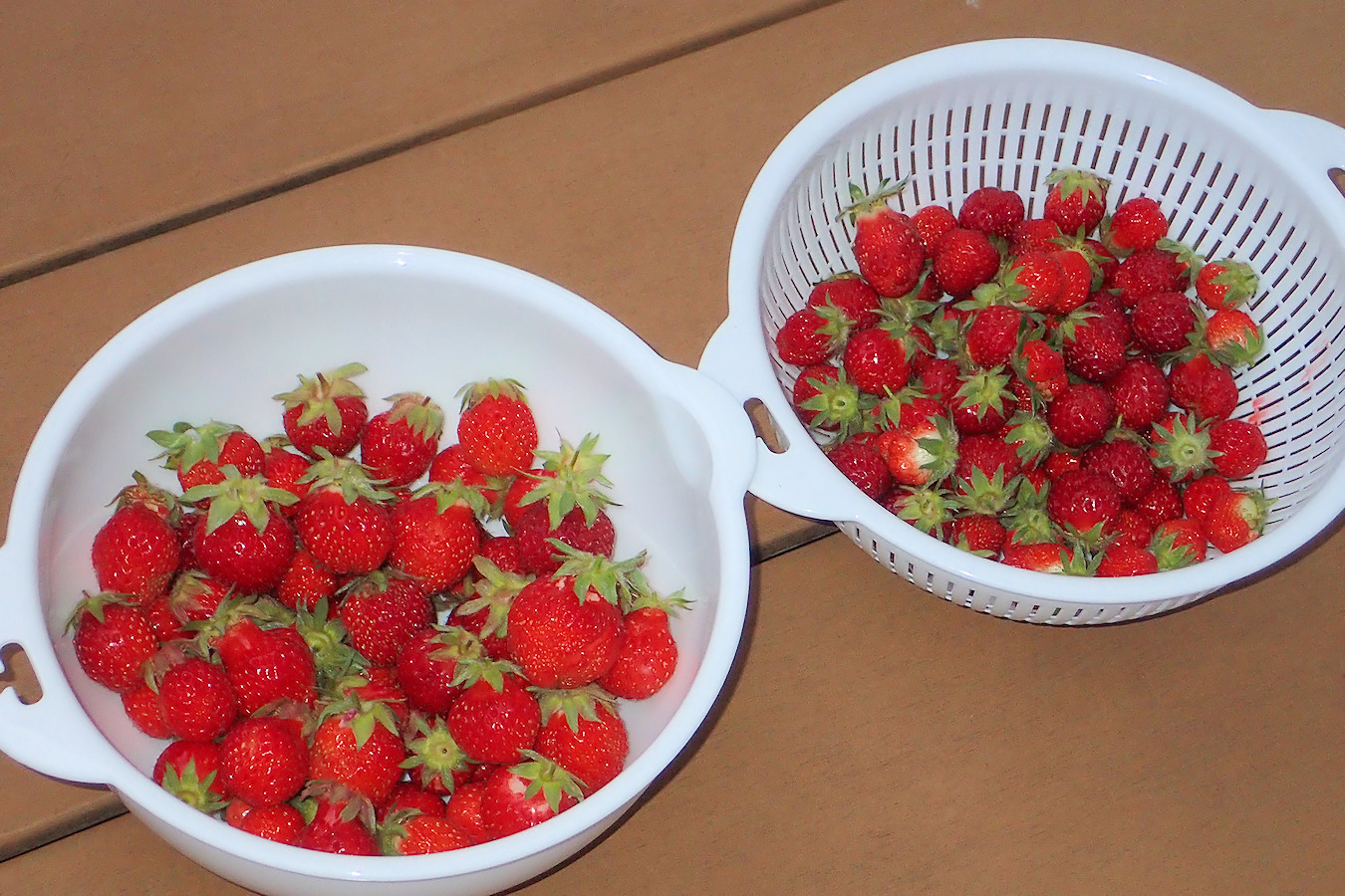 四季なりイチゴの収穫 ぁぃの飼育ブログ