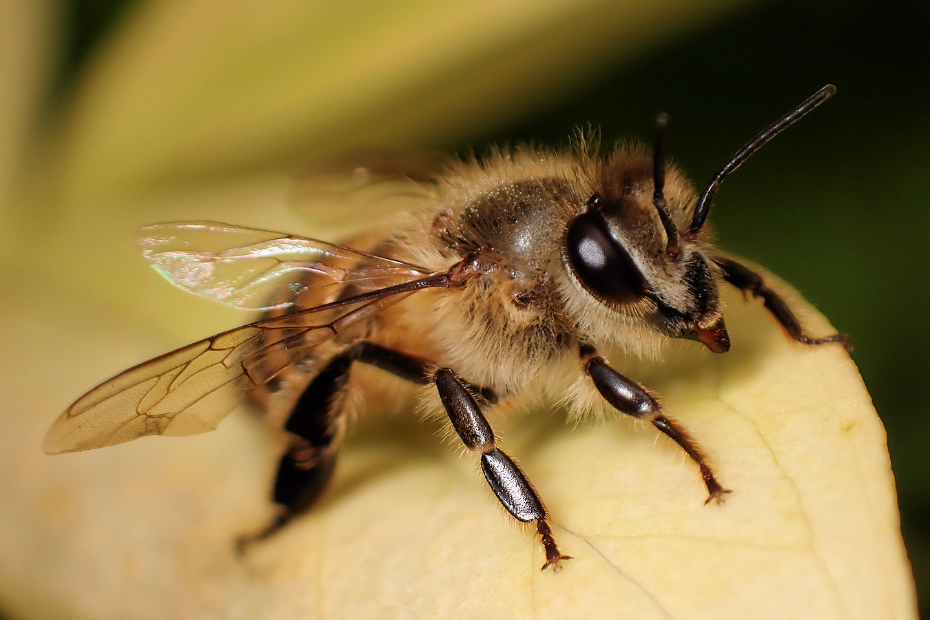 蜜蜂采花蜜图片大全-蜜蜂采花蜜高清图片下载-觅知网
