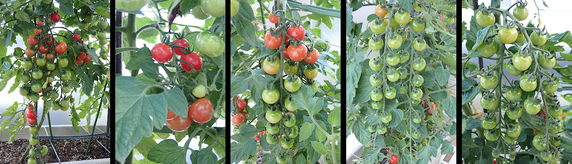 間もなく収穫ミニトマト
