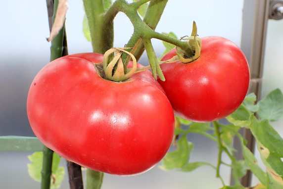 大玉トマト今季初収穫