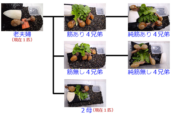 カタツムリの家系図の復習